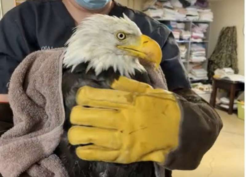 Jackie the eagle held by a volunteer