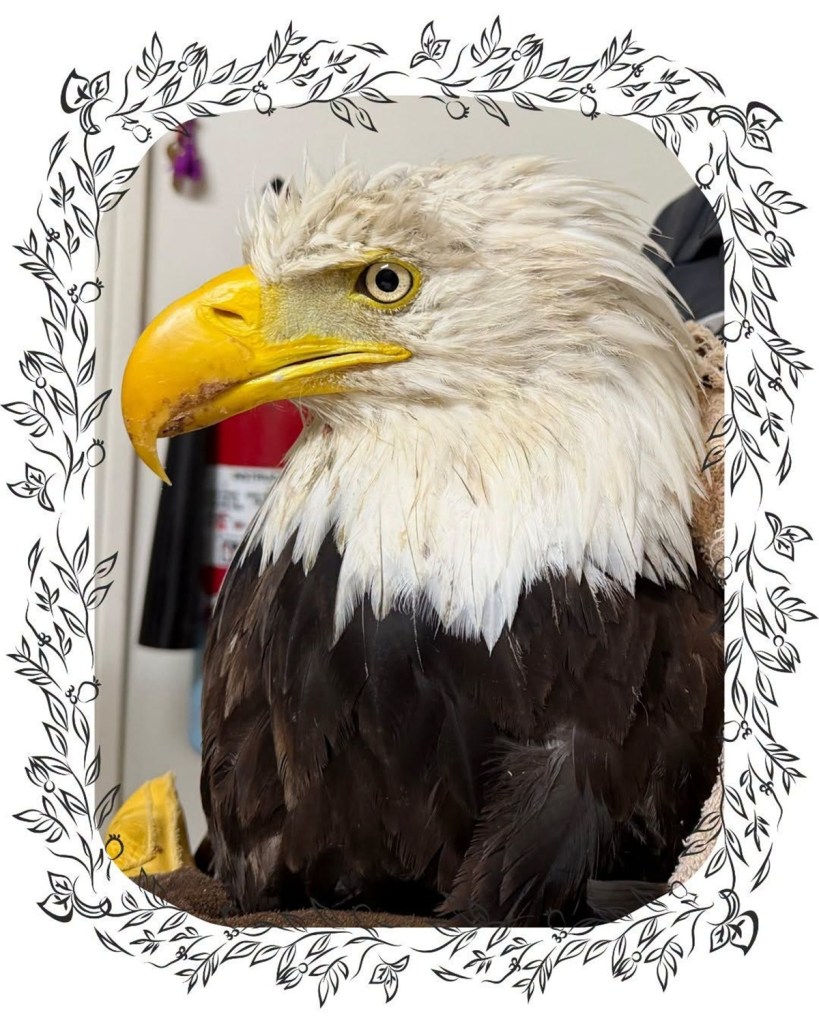 Jackie the eagle