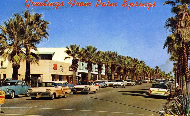 palm trees in palm springs