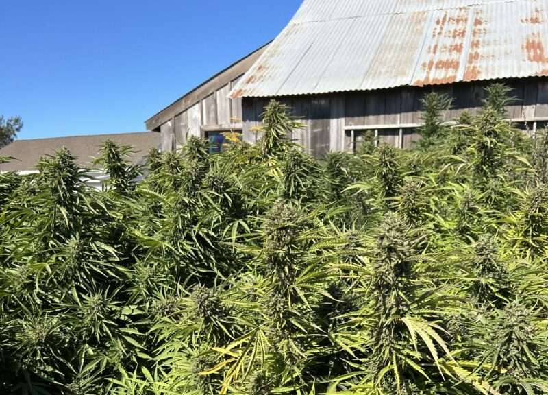 sonoma hills farm hemp plants