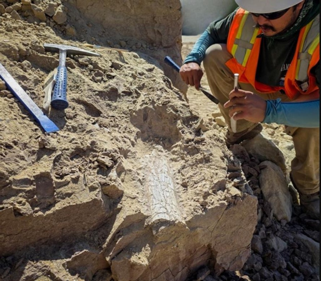 fossils