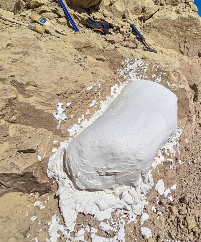 fossils