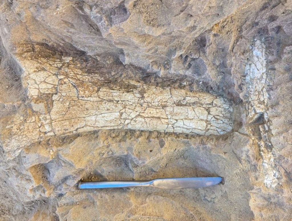 fossils