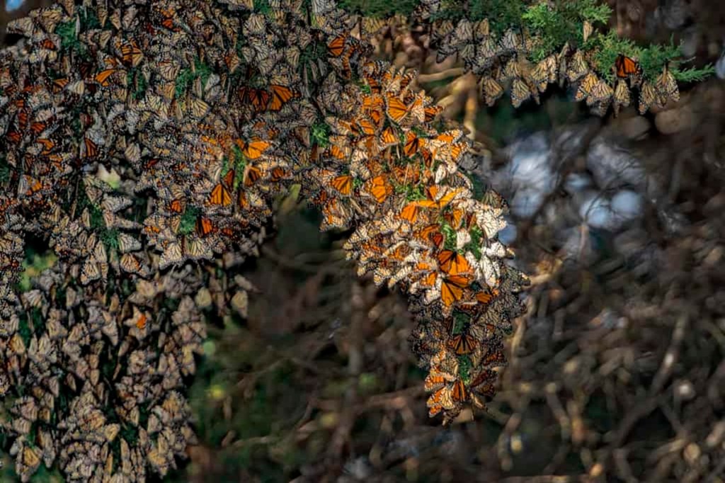monarch butterfly