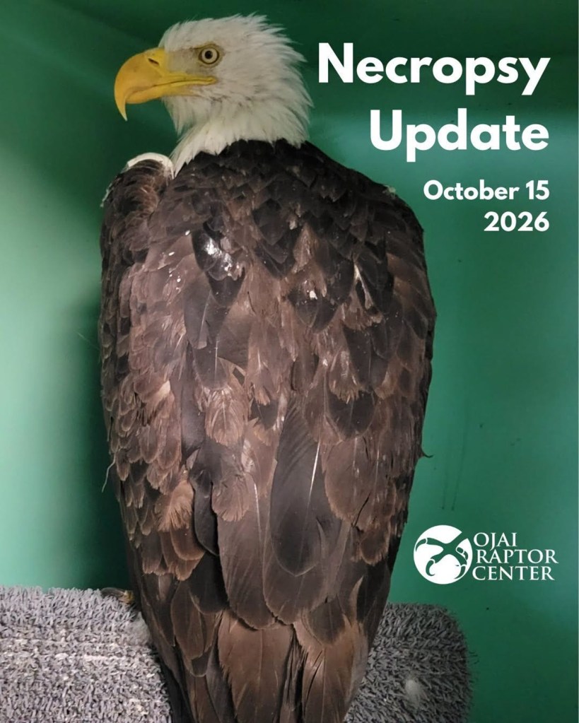 A photo of Jackie the Big bear bald eagle