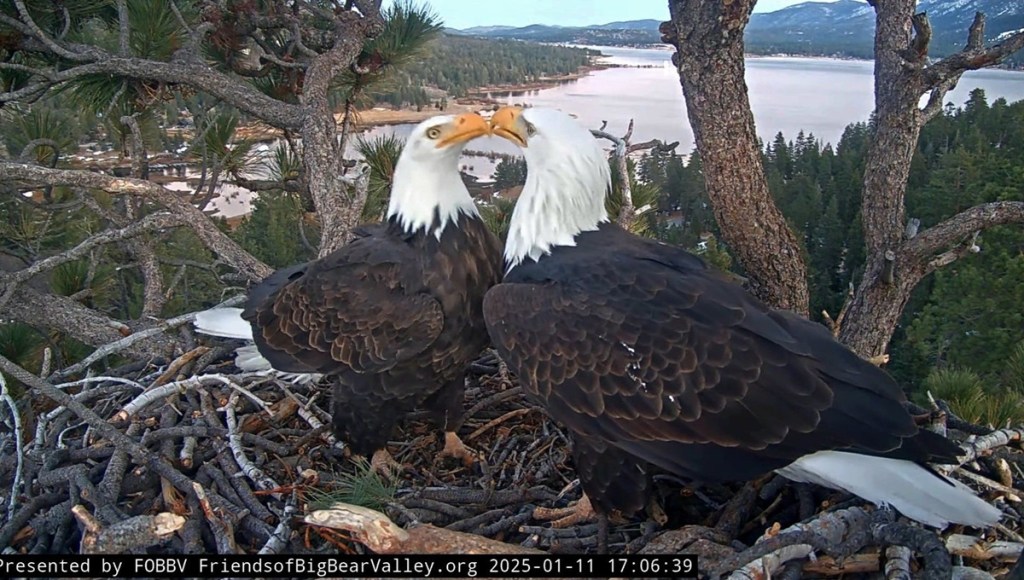 Two Big Bear bald eagles